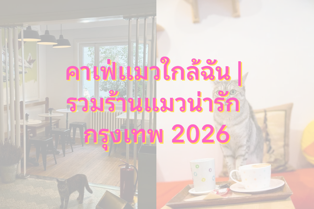 คาเฟ่แมวใกล้ฉัน